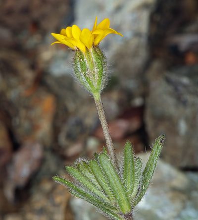 Harmonia stebbinsii, photographed by Steve Matson