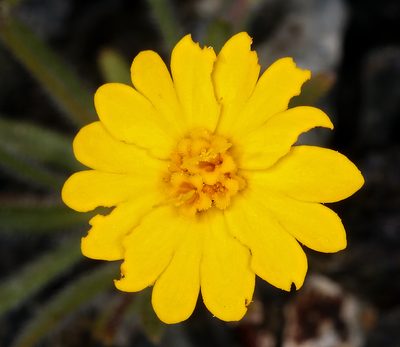 Harmonia stebbinsii, photographed by Steve Matson