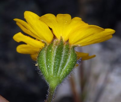 Harmonia stebbinsii, photographed by Steve Matson