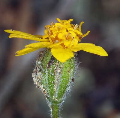 Harmonia stebbinsii, photographed by Steve Matson