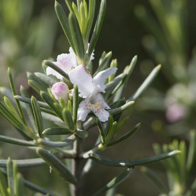 Westringia dampieri, photographed by Kym Nicolson