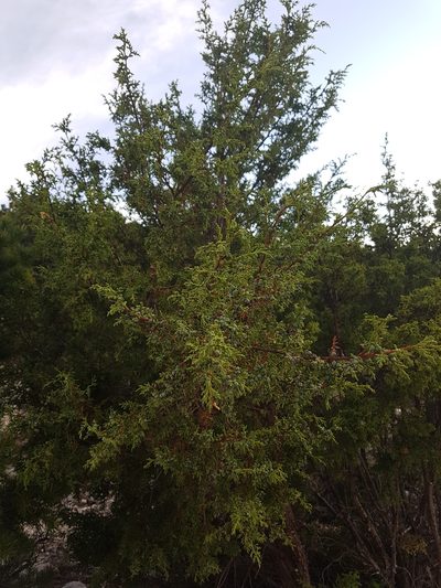 Juniperus coahuilensis, photographed by Martín Sánchez Vilchis