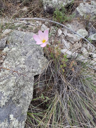 Habranthus chichimeca, photographed by Martín Sánchez Vilchis