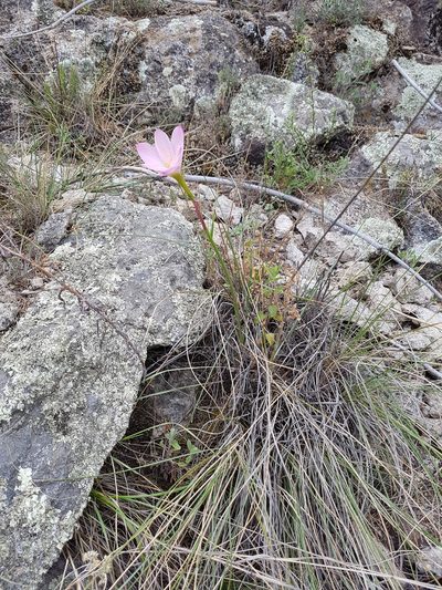Habranthus chichimeca, photographed by Martín Sánchez Vilchis