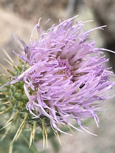 Cirsium wheeleri, photographed by Stephanie Taylor