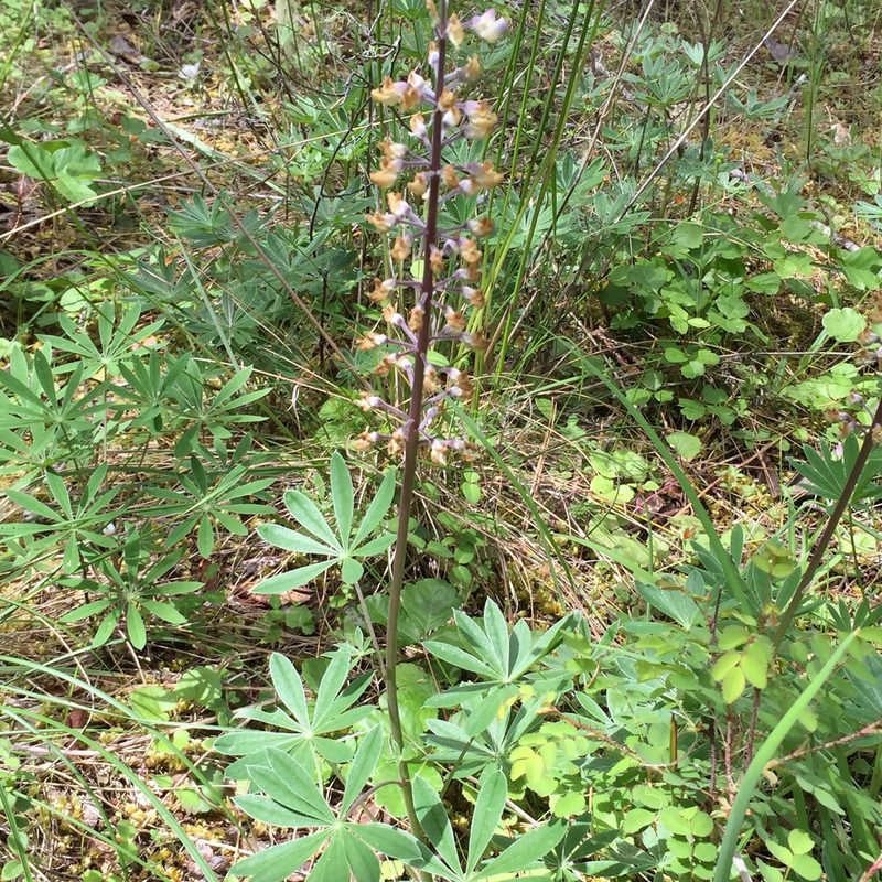 Lupinus oreganus, photographed by Aaron Roe