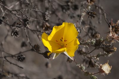 Balbisia microphylla, photographed by Jorge Herreros de Lartundo
