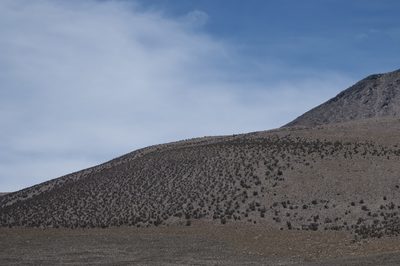 Polylepis tarapacana, photographed by Jorge Herreros de Lartundo