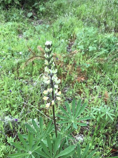 Lupinus oreganus, photographed by Aaron Roe