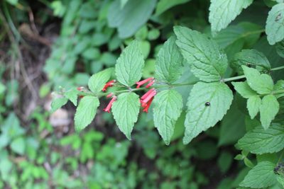 Russelia sarmentosa, photographed by Jake Rehage