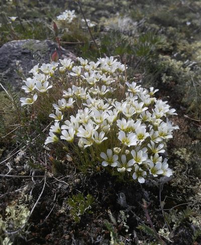 Pseudocherleria macrocarpa, photographed by Юлия