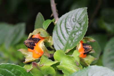 Drymonia serrulata, photographed by Jake Rehage