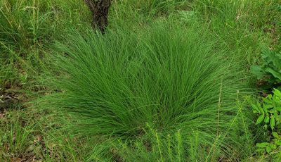 Sporobolus heterolepis, photographed by aarongunnar