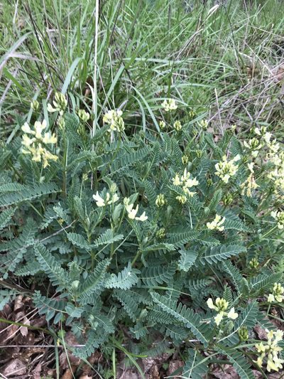 Astragalus accidens, photographed by Aaron Roe