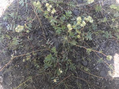 Potentilla tilingii, photographed by Aaron Roe