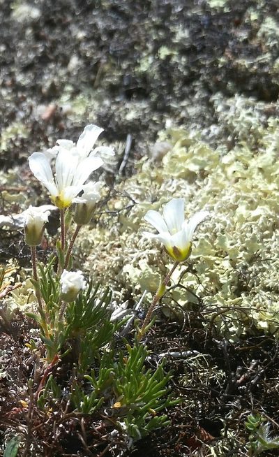 Pseudocherleria macrocarpa, photographed by Юлия