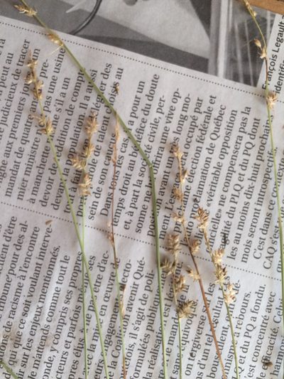 Carex wiegandii, photographed by Étienne Lacroix-Carignan
