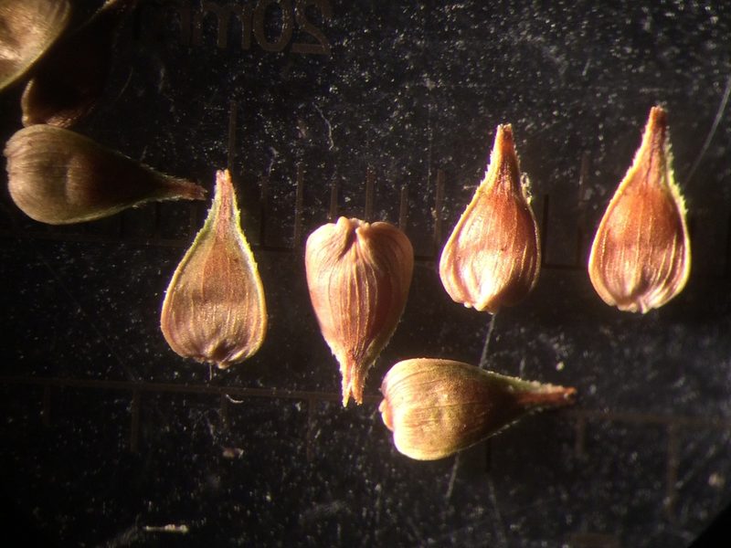 Carex wiegandii, photographed by Étienne Lacroix-Carignan