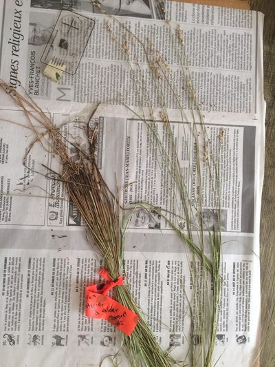 Carex wiegandii, photographed by Étienne Lacroix-Carignan