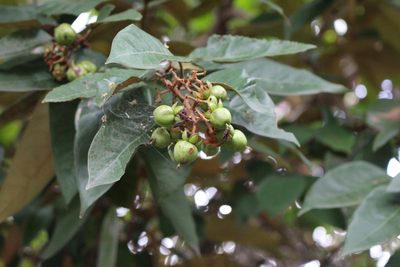 Vismia baccifera, photographed by Jake Rehage