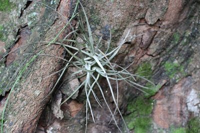 Tillandsia schiedeana, photographed by Jake Rehage