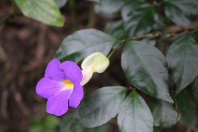 Thunbergia erecta, photographed by Jake Rehage