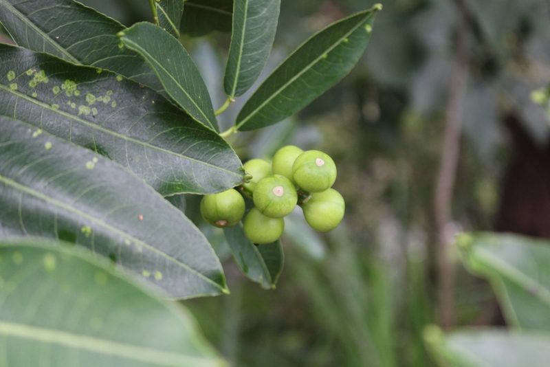 Sapium macrocarpum, photographed by Jake Rehage