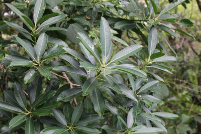 Sapium macrocarpum, photographed by Jake Rehage