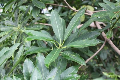 Sapium macrocarpum, photographed by Jake Rehage