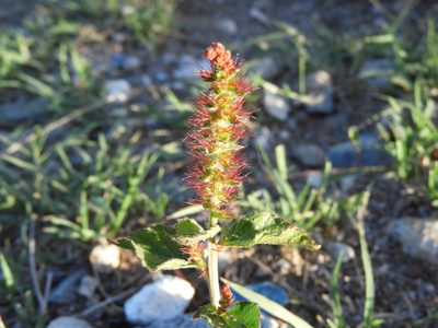 Acalypha phleoides, photographed by Leticia Jiménez Hernández