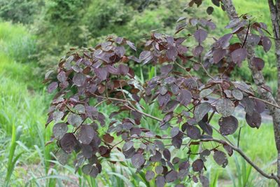 Euphorbia cotinifolia, photographed by Jake Rehage