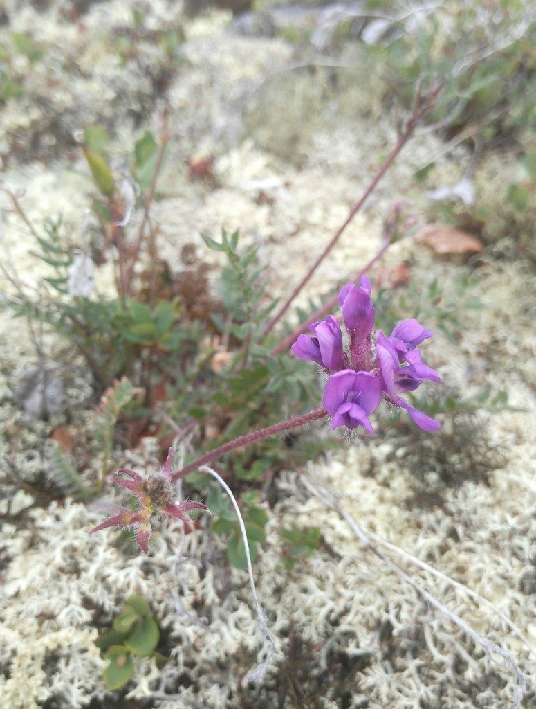 Oxytropis alpicola, photographed by Юлия
