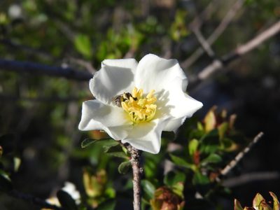 Lindleya mespiloides, photographed by Leticia Jiménez Hernández