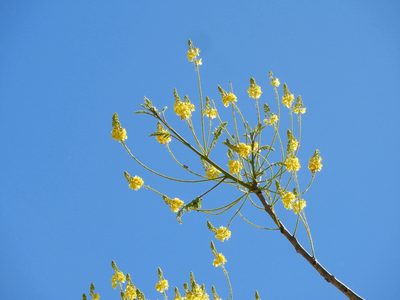 Conzattia sericea, photographed by Francisco Farriols Sarabia