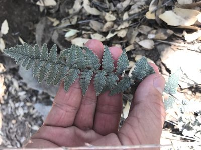 Myriopteris rufa, photographed by Cody Stricker