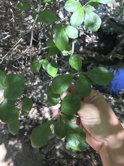 Crataegus tracyi, photographed by Cody Stricker