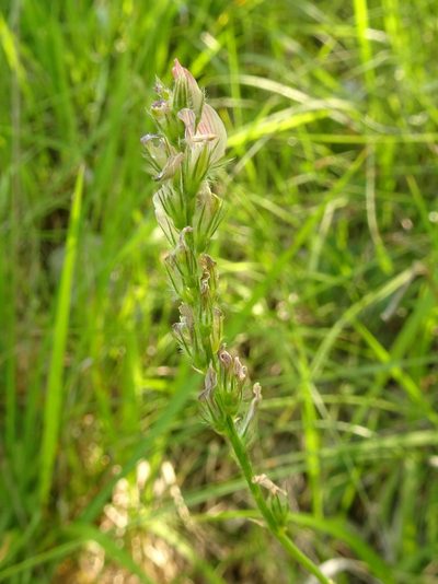 Onobrychis supina, photographed by Thomas Koffel