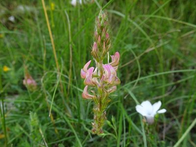 Onobrychis supina, photographed by Thomas Koffel