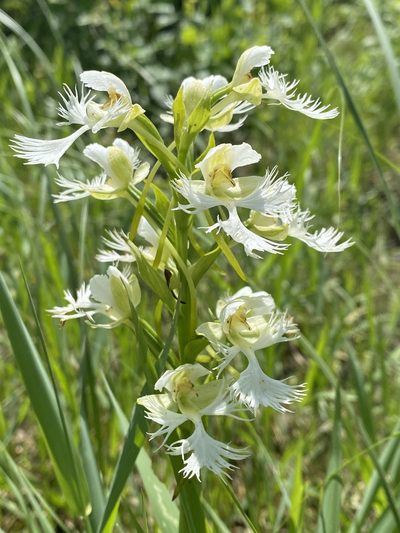 Platanthera praeclara, photographed by Owen McElroy