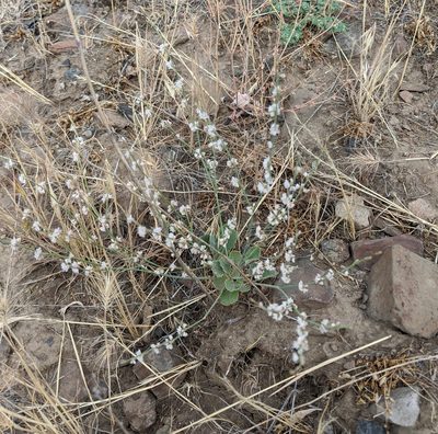 Eriogonum vimineum, photographed by Brodie Cass Talbott