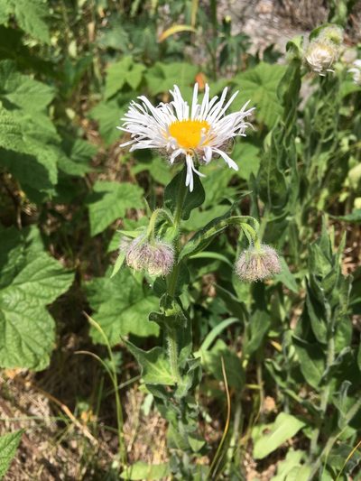 Erigeron elatior, photographed by weaver