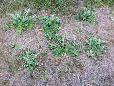 Cirsium andrewsii, photographed by Peter Brastow