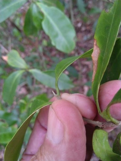Fontainea rostrata, photographed by Tony van Kampen