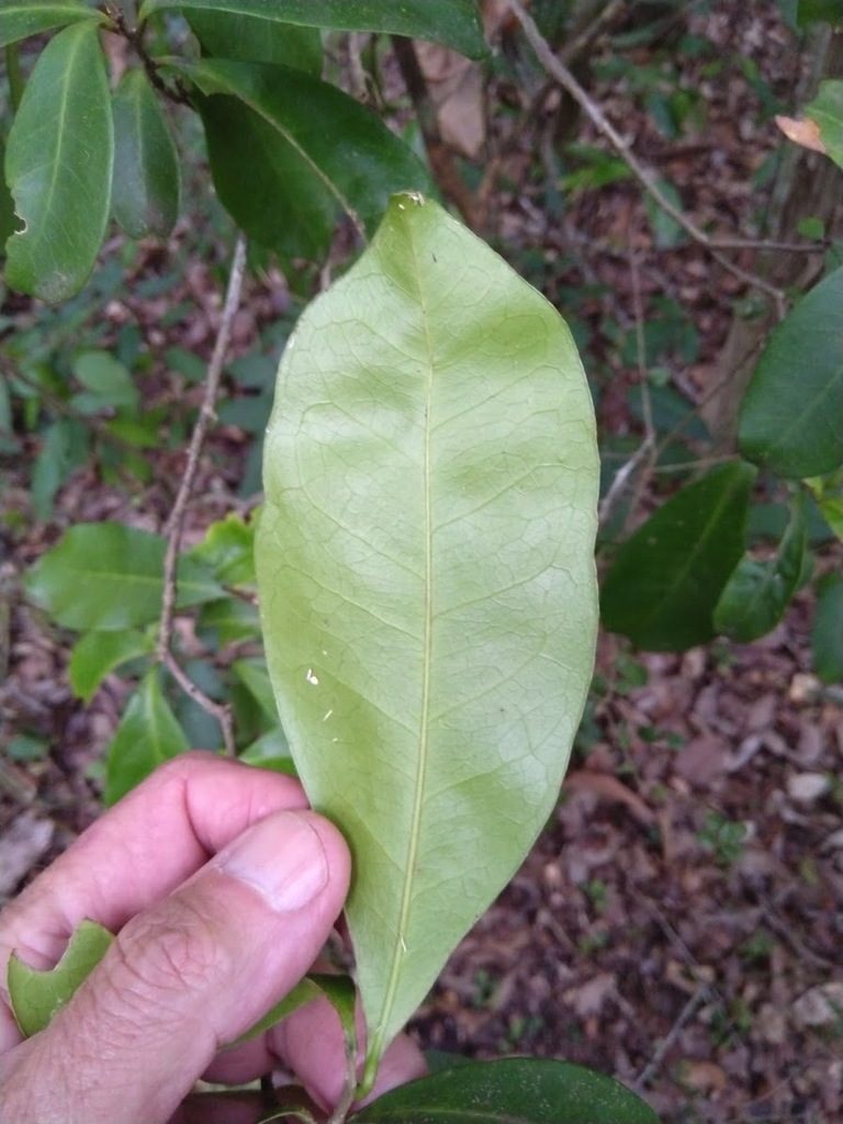 Fontainea rostrata, photographed by Tony van Kampen