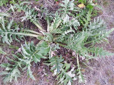 Cirsium andrewsii, photographed by Peter Brastow
