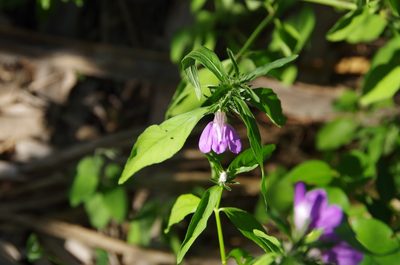 Justicia pacifica, photographed by Eric Knight