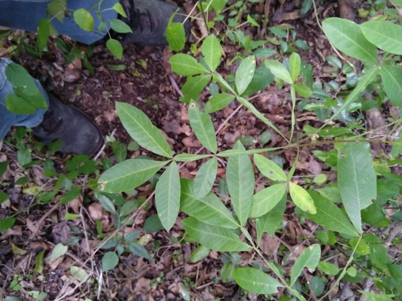 Cossinia australiana, photographed by Tony van Kampen