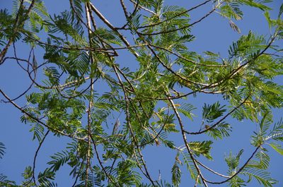Leucaena pulverulenta, photographed by Eric Knight