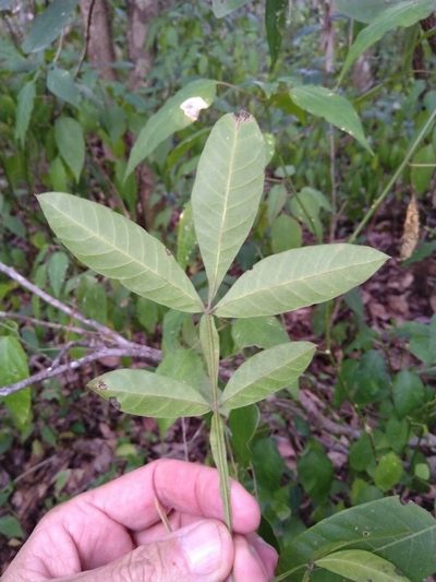 Cossinia australiana, photographed by Tony van Kampen
