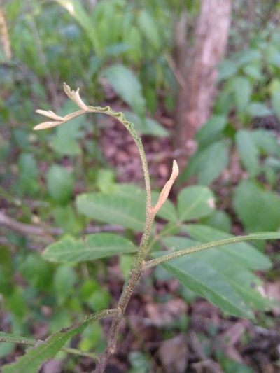 Cossinia australiana, photographed by Tony van Kampen